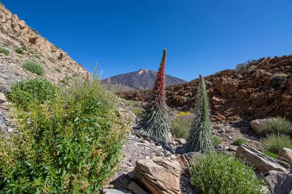 Bloei Van Rode Tajinaste Echium Wildpretti Het Teide Nationaal Park — Stockfoto