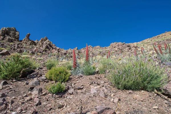 Teide Ulusal Parkı 'nda kırmızı tajinaste veya echium wildpretti çiçekleri