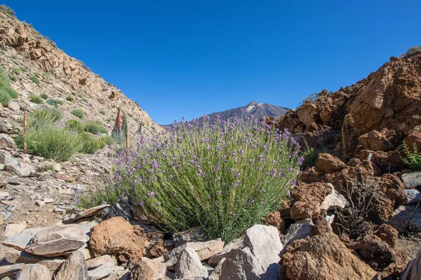 Teide Ulusal Parkı 'nda kırmızı tajinaste veya echium wildpretti çiçekleri