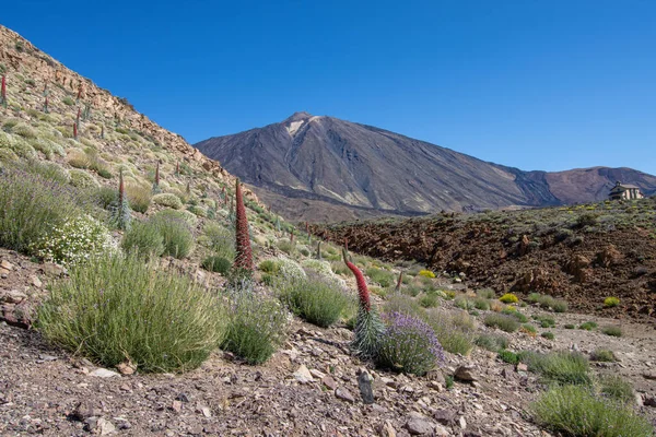 Kvetení Červené Tajinaste Nebo Echium Wildpretti Národním Parku Teide — Stock fotografie