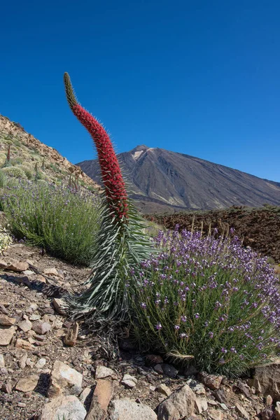 Ανθοφορία Του Κόκκινου Tajinaste Echium Wildpretti Στο Εθνικό Πάρκο Teide — Φωτογραφία Αρχείου