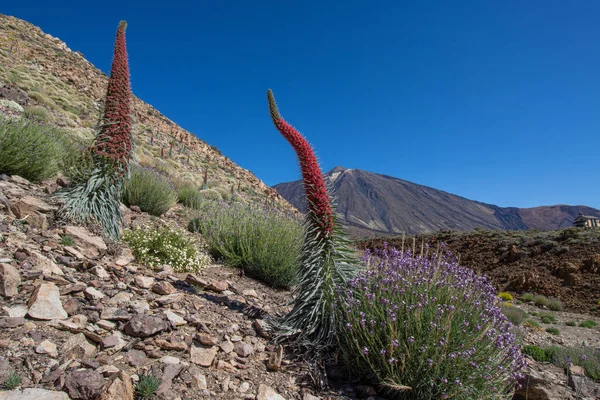 Kvetení Červené Tajinaste Nebo Echium Wildpretti Národním Parku Teide — Stock fotografie