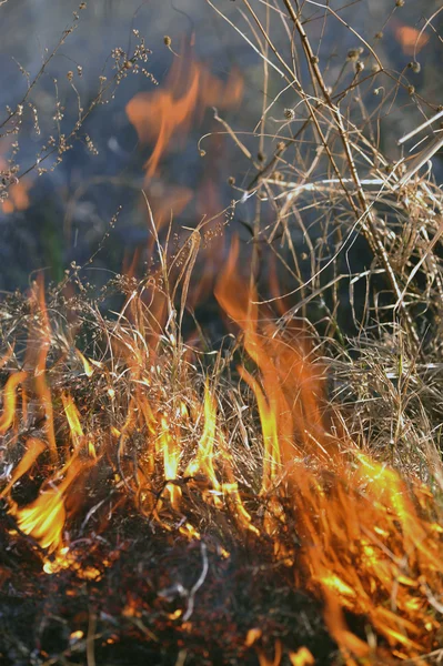 Pożar trawy na dużych — Zdjęcie stockowe
