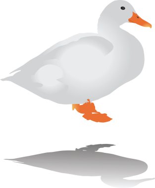 ördek renk