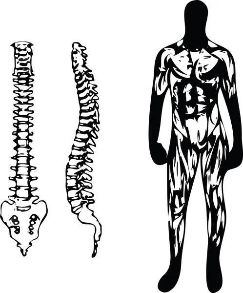 Анатомия и позвоночник — стоковый вектор