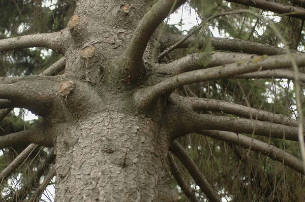 Corona de árbol de coníferas — Foto de Stock