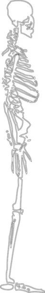 Изолированная Иллюстрация Векторной Линии Человеческого Скелета — стоковый вектор
