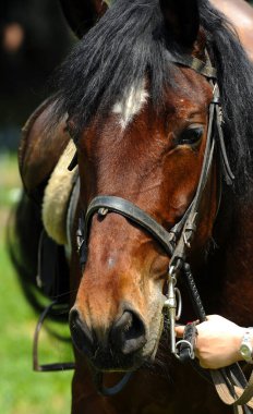 Kadın eli bir atı okşuyor.