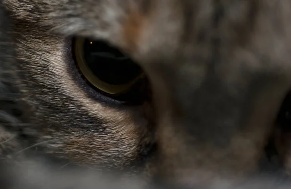 One Grey Domestic Cat Eye Macro Closeup Photo — Stockfoto