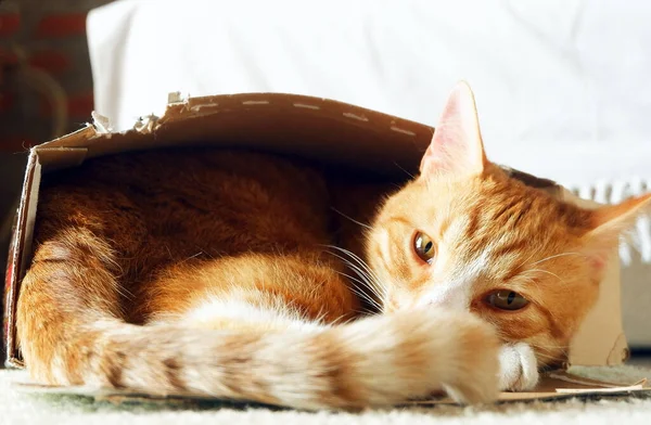 Bastante Adulto Gato Rojo Duerme Caja — Foto de Stock