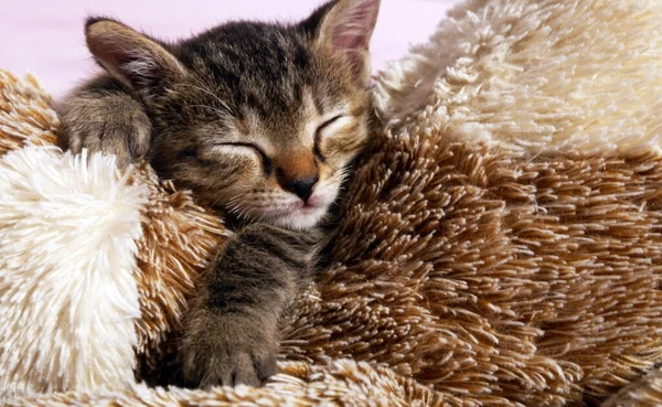 Χαριτωμένο Μωρό Γάτα Κοιμάται Στο Χαλί Από Κοντά Φωτογραφία — Φωτογραφία Αρχείου