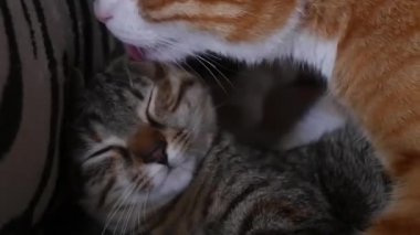  Sahibinin elinde küçük bir kedi yavrusunun görüntüleri.