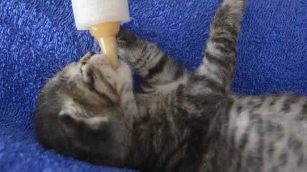 Anak Kucing Makan Botol Dot — Stok Video