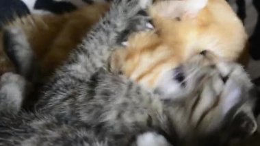 İki evcil kedi deri koltukta zıplıyor ve kavga ediyor.