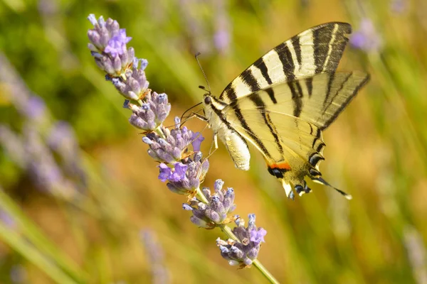 Bir kelebek lavanta çalılarının arasında uçar.