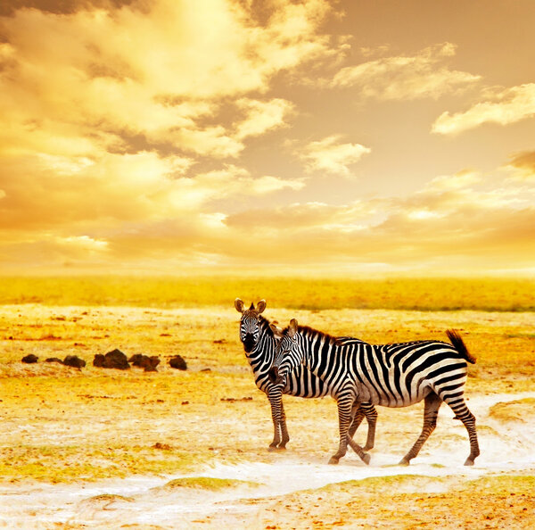 African safari, zebras family and landscape of Amboseli National Park, Kenya, wild animals grazing on dry field grass over orange sunset, adventure, traveling, touri