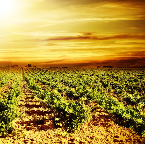 Coucher de soleil brillant au vignoble — Photo