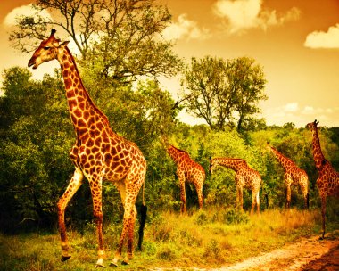 South African giraffes clipart