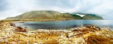Panoramic landscape with penguins clipart