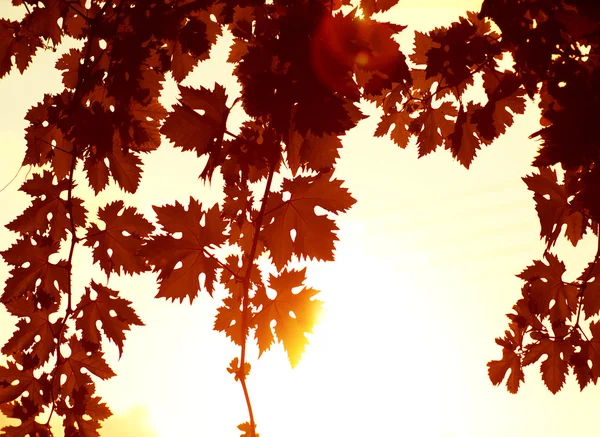 Red leaves border — Stock Photo, Image