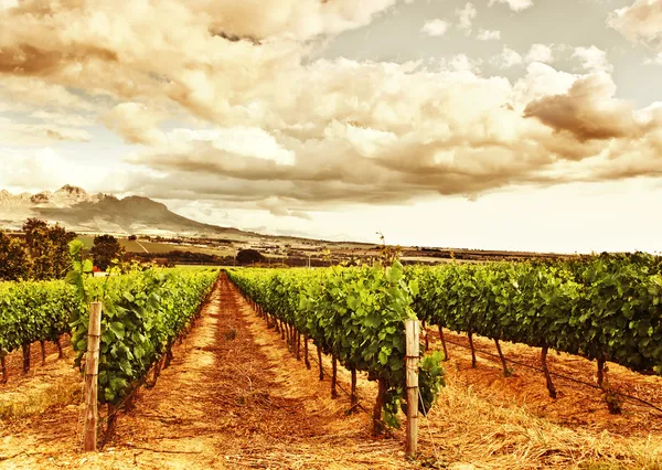 Vacker vingård — Stockfoto