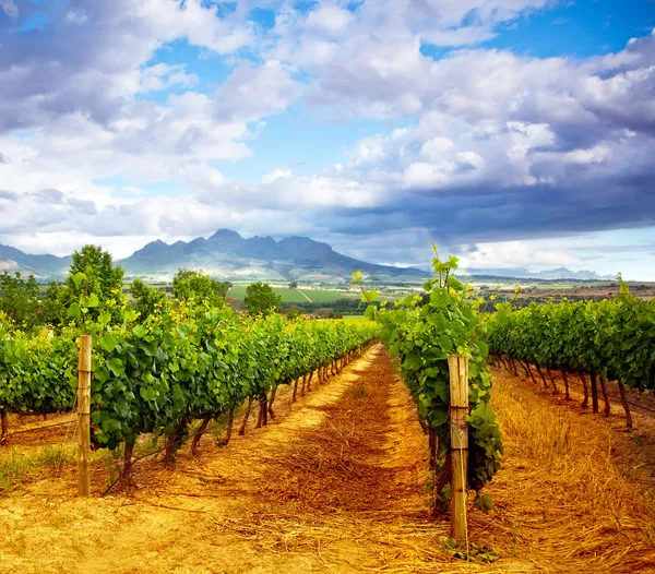 Grape valley — Stock Photo, Image