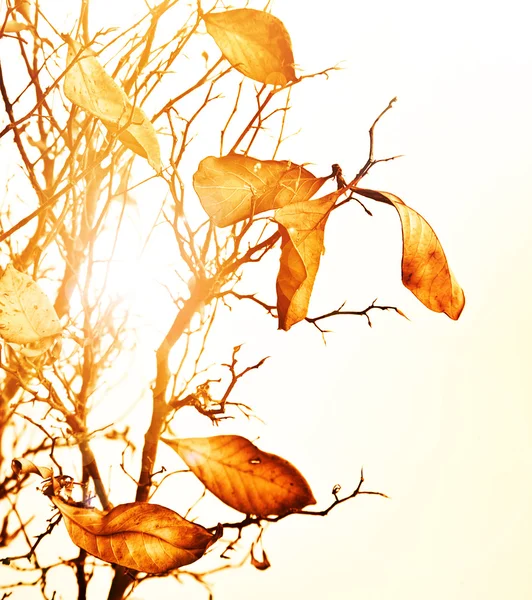 Feuilles d'automne fond — Photo