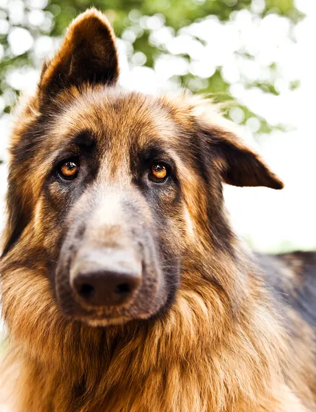 Söt hund porträtt — Stockfoto