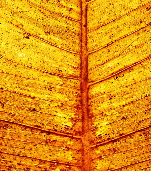 Feuille d'automne fond — Photo