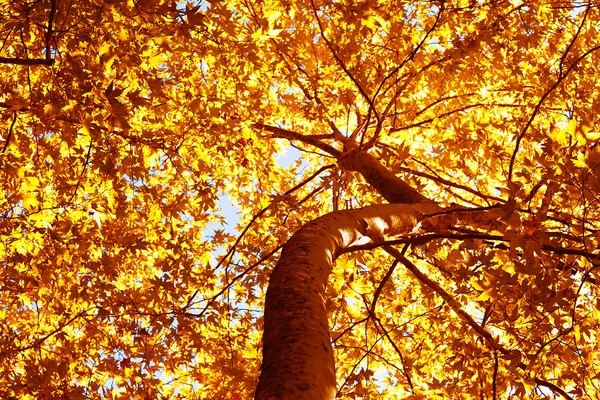 Autumn tree background — Stock Photo, Image