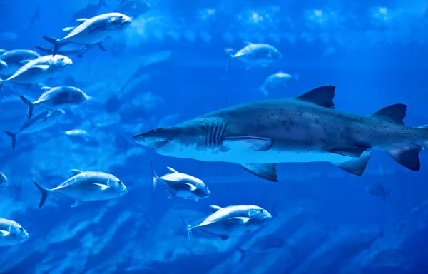 大きな自然の水族館 — ストック写真