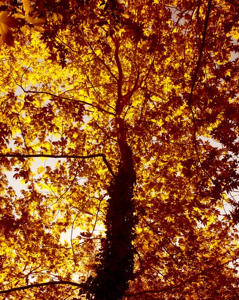 Autumn tree background — Stock Photo, Image