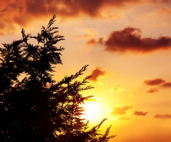 Silhueta de árvore sobre o pôr do sol — Fotografia de Stock