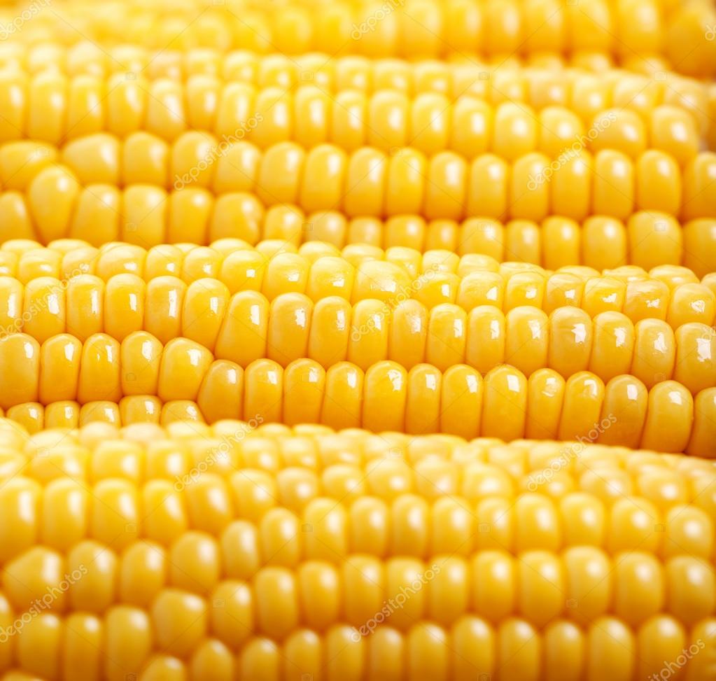 Кукуруза зерна початок Corn grain the cob загрузить