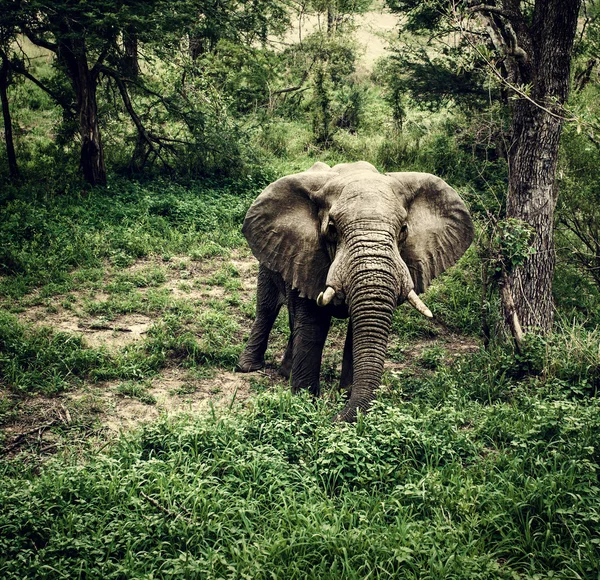 Éléphant dans les bois frais — Photo