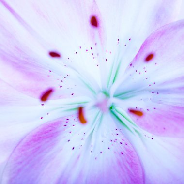 Lilly flower arka plan