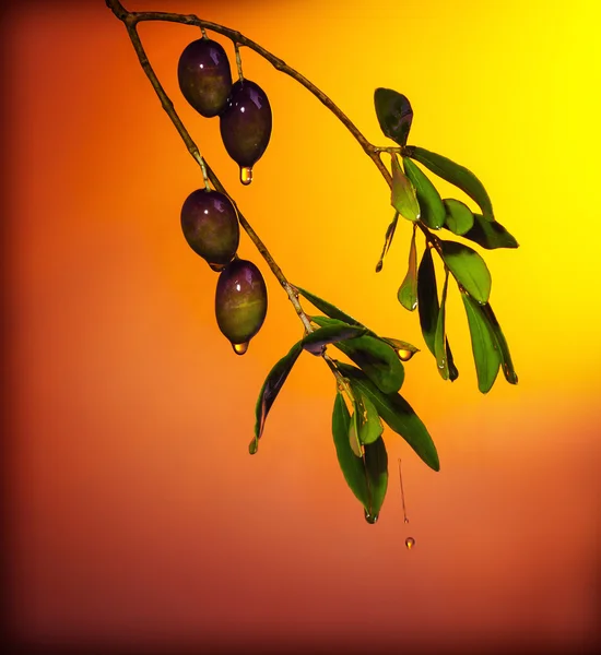 Оливковая ветвь — стоковое фото