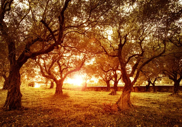 Olivträd trädgård — Stockfoto