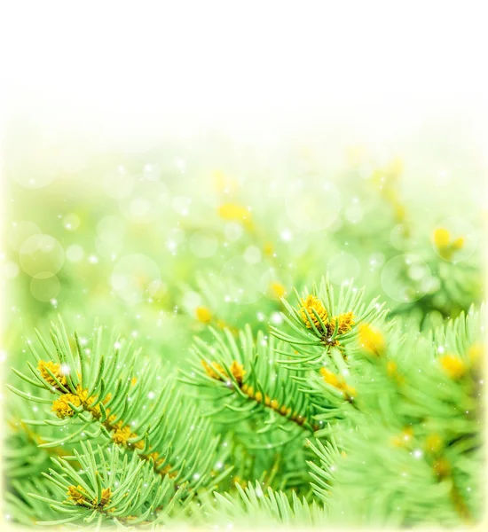 Green spruce border — Stock Photo, Image