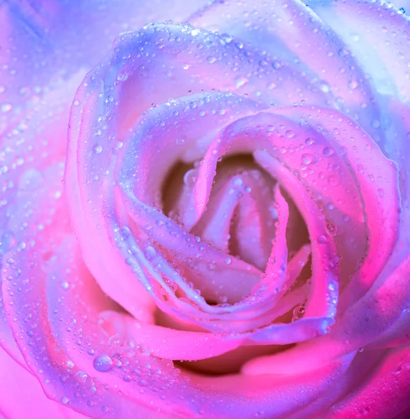 White rose background — Stock Photo, Image