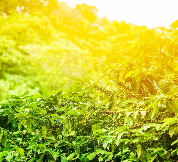 Kaffe plantage soliga bakgrund — Stockfoto