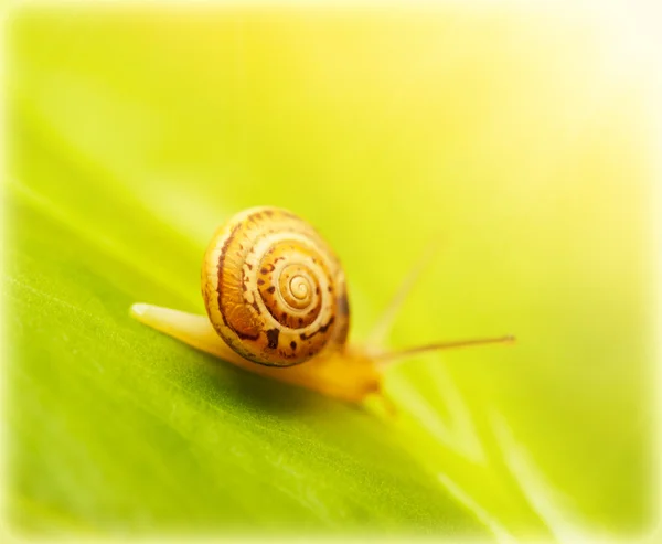 Snail on green leaf — Stock Photo, Image