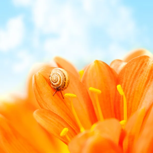 Krokus kwiat z ślimak — Zdjęcie stockowe