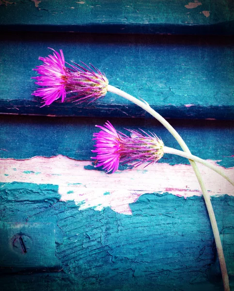 Pink cornflowers — Stock Photo, Image