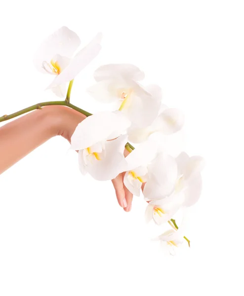 Mano femenina con flores de orquídea — Foto de Stock