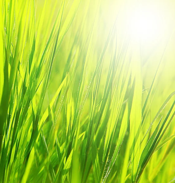 Verse groene gras achtergrond — Stockfoto