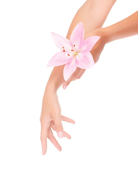 Mani delle donne con giglio rosa — Foto Stock