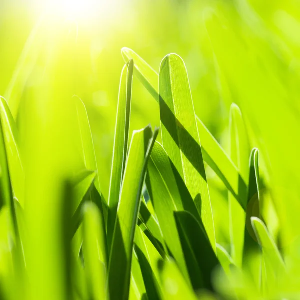 Fresh green grass — Stock Photo, Image