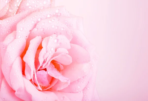 Pink rose background — Stock Photo, Image