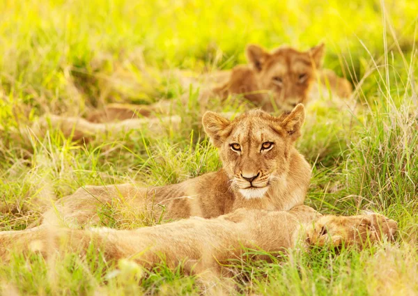 African lion cubs — Stock Photo, Image